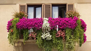 balcony-flowers