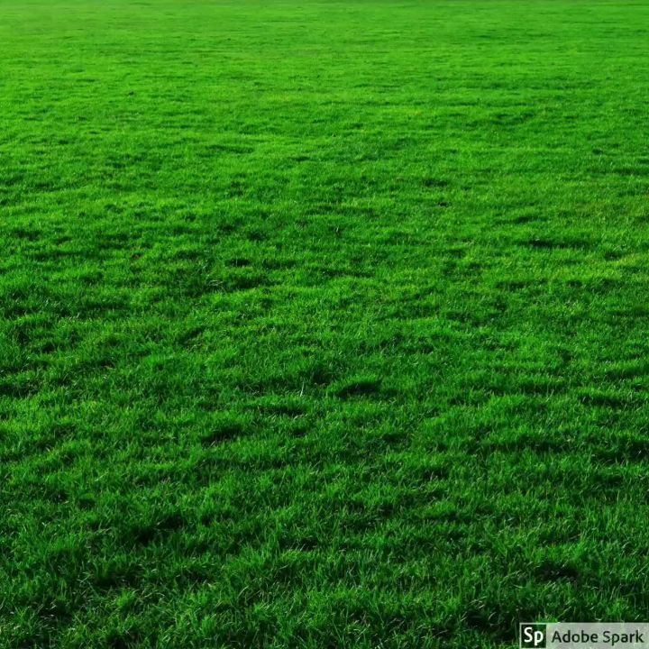 Mexican grass lawn
