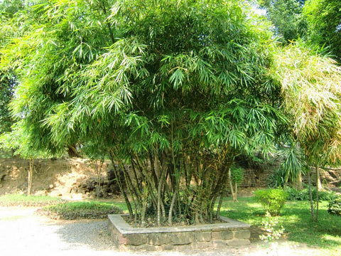 Bambusa Vulgaris/Buddha belly bamboo
