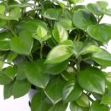 Peperomia scandens green