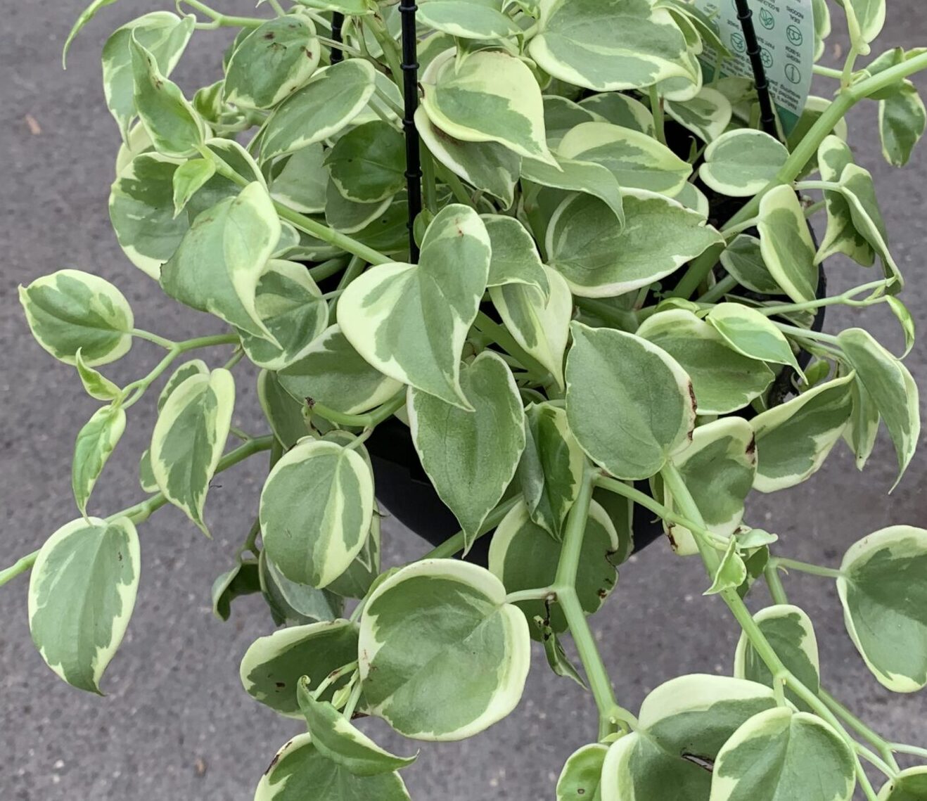 Peperomia scandens variegated
