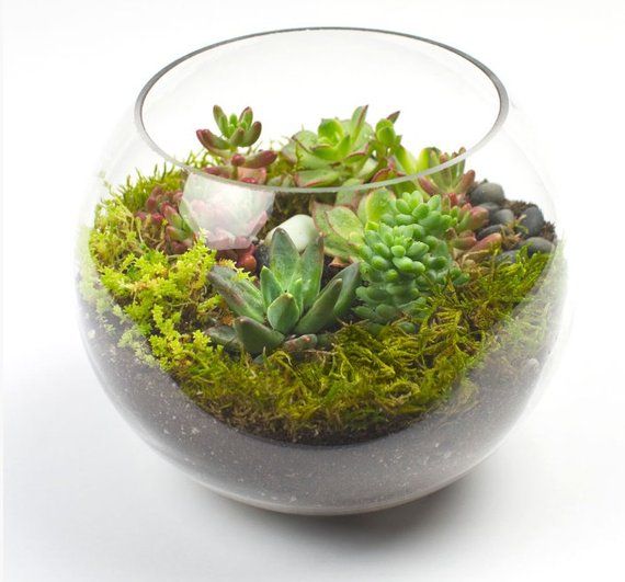 Glass Terrarium Pots