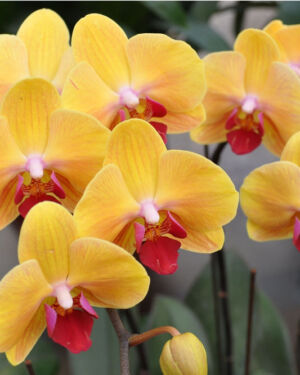 Phalaenopsis lianher golden beauty