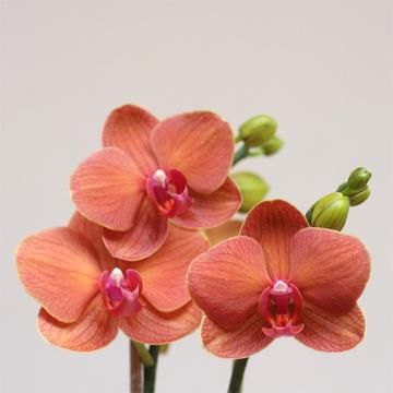 Phalaenopsis lianher orange