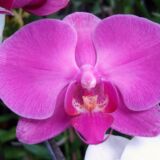 Phalaenopsis Queen pink