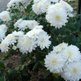 Chrysanthemum / Samandhi