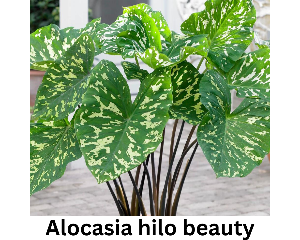 Alocasia hilo beauty
