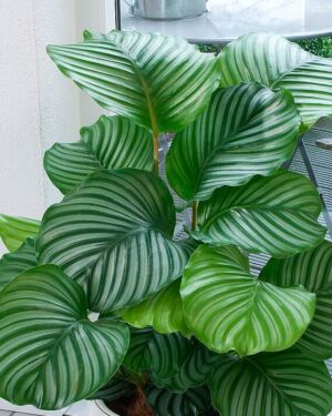calathea orbifolia