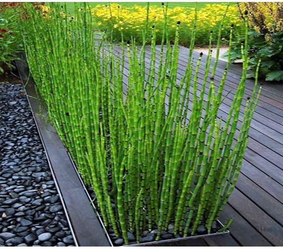 Water bamboo