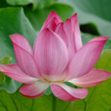 Lotus native pink