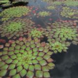 Ludwigia sedioides - mosaic plant