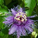 (Passiflora incarnata) maypop, purple passion flower