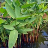 Water heliconia