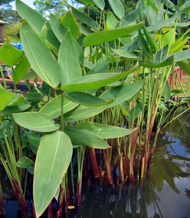 Water heliconia