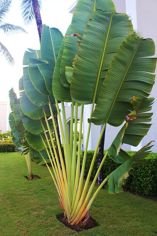 Travellers palm