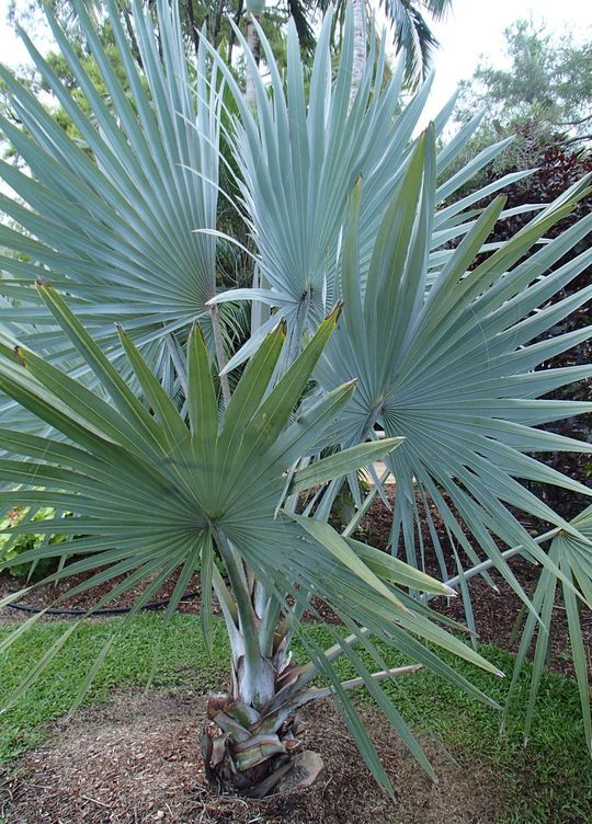 Bismarkia palm