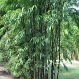 Phyllostachys nigra Black bamboo