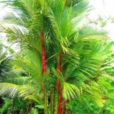 red palm