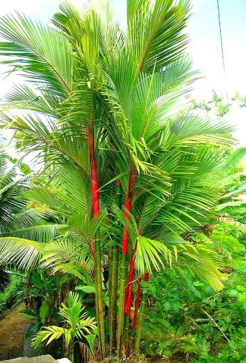 Red palm