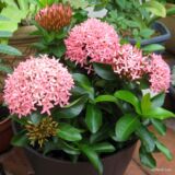 Ixora