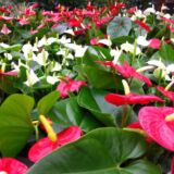 Anthurium