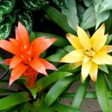 Guzmania