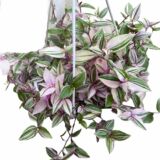 Tradescantia zebrina