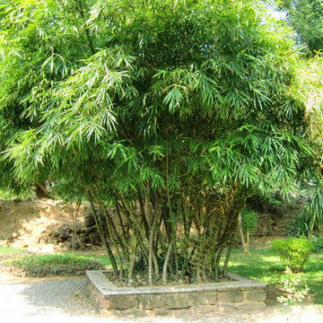 Buddha Belly Bamboo