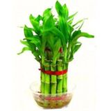 Lucky Bamboo 2 Layer