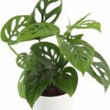 Monstera adansonii