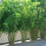 Multiplex green bamboo