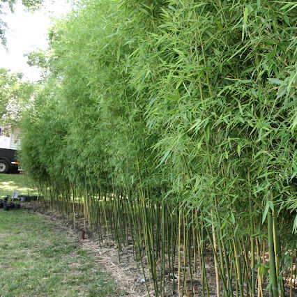 Multiplex green bamboo