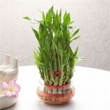 Lucky Bamboo 2 Layer