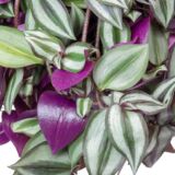 Tradescantia zebrina
