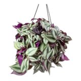 Tradescantia zebrina