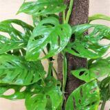 Monstera adansonii
