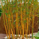 phyllostachys aurea golden bamboo 1