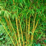Golden Bamboo