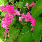 Coral Vine