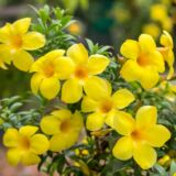 Allamanda cathartica