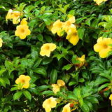 Allamanda cathartica