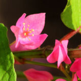 Coral Vine