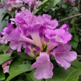 Garlic vine