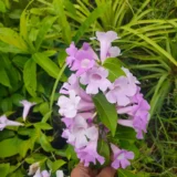 Garlic vine