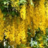 Golden Cascade
