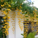 GoldenCascadeAvai3
