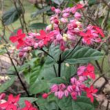 Bleeding-heart vine