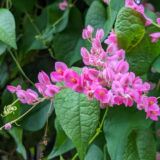 Coral Vine