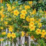 Allamanda cathartica