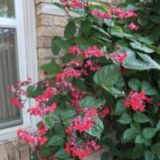 Bleeding-heart vine
